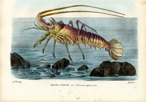 Crostacei da Raimundo Petraroja